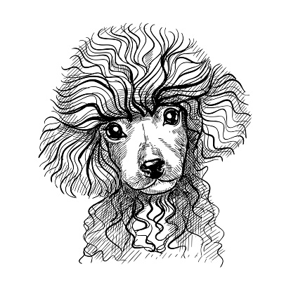 Portrait of a small dog, poodle puppy. Hand-drawn sketch with black and white pen, realistic vector illustration