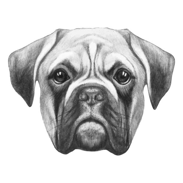 Portrait of Boxer . Hand-drawn illustration. Vector isolated elements. Vector isolated elements. boxer puppy stock illustrations