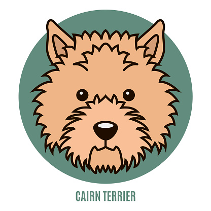 Portrait of Cairn Terrier. Vector illustration
