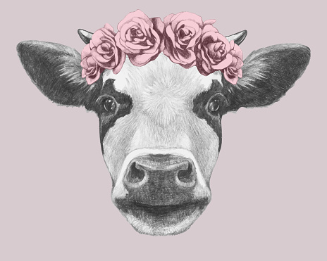 Portrait of Cow with floral head wreath. Hand-drawn illustration. Vector isolated elements.