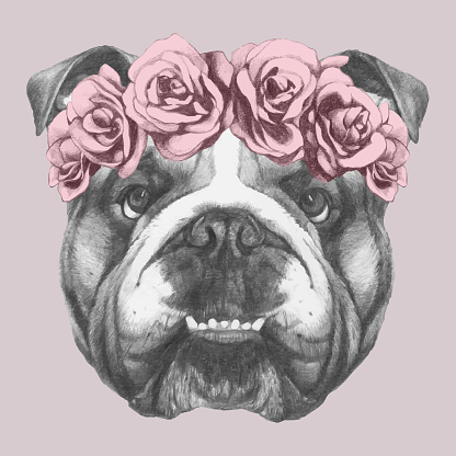 Portrait of English Bulldog with floral head wreath. Hand-drawn illustration of dog.