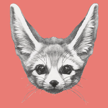 Portrait of Fennec Fox.
