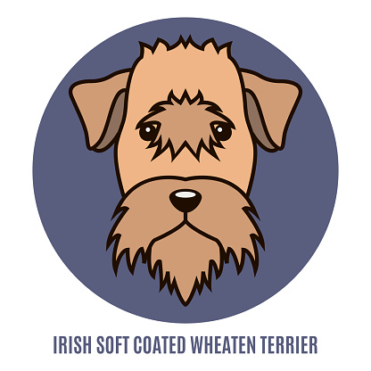 Portrait of Irish Soft Coated Wheaten Terrier. Vector illustration in style of flat