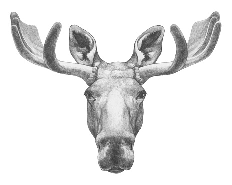 Portrait of Moose. Hand-drawn illustration. Vector isolated elements.