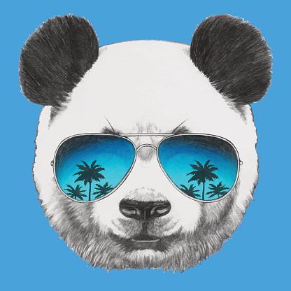 Portrait of Panda with mirror sunglasses.