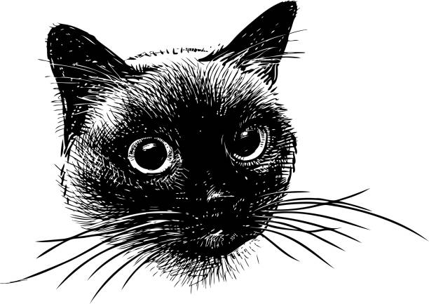 シャムネコ イラスト素材 Istock