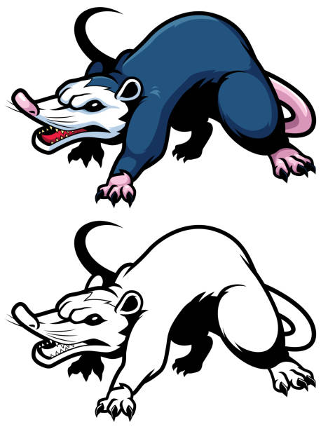 Possum on White Mascot illustration of cartoon possum in 2 color versions. opossum stock illustrations
