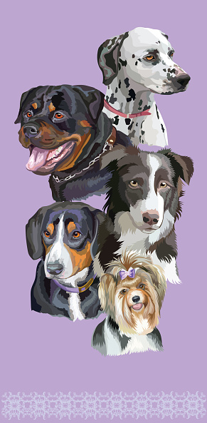 Postcard with dogs of different breeds-4