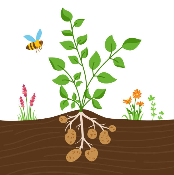 Potato plant leaves tubers illustration vector Potato plant with leaves tubers cartoon illustration. Planting potatoes. Agricultural infographic inflorescence and leaf. Organic vegetable leaves on ground. Agricultural farming food vector potato clipart stock illustrations