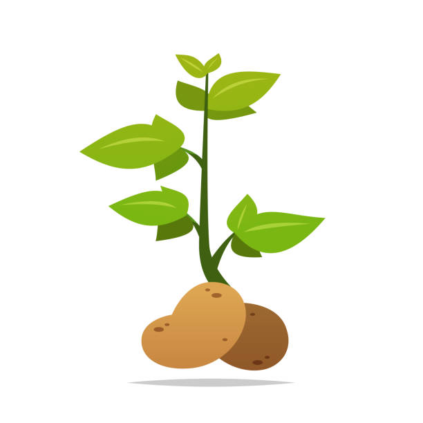 Potato plant vector isolated illustration Vector element potato clipart stock illustrations