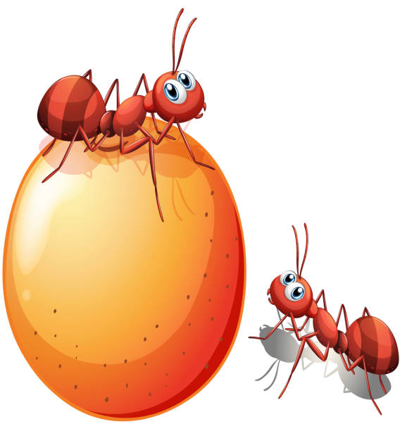 Potato with ants Potato with ants on a white background ant clipart pictures stock illustrations