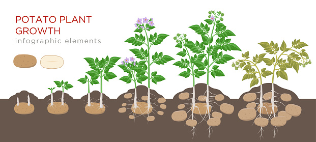 Potatoes plant growing process from seed to ripe vegetables on plants isolated on white background. Potato growth stages, planting process, plant life cycle infographic elements in flat design.
