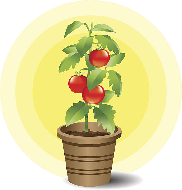 トマトの苗 イラスト素材 Istock