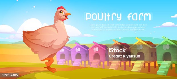 istock Poultry farm cartoon banner with chicken and coops 1391156815