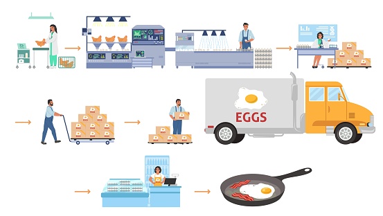 Poultry farming, egg production vector infographic. Chicken factory processing line, distribution, sale. Food industry.