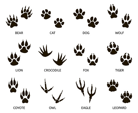 predator footprint wild animals paw prints cat bear tiger fox and vector id1257594271?k=20&m=1257594271&s=170667a&w=0&h=qR4CQOwnP5wvN4a51if6qZgAZ AkhT