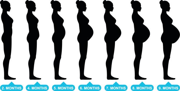 Pregnant female silhouettes Silhouette of the pregnant woman pregnant silhouettes stock illustrations