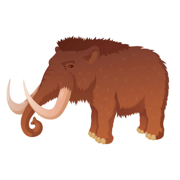 Prehistoric mammoth with long tusks vector illustration Prehistoric mammoth with long tusks vector illustration. Ancient wooly mammal isolated flat character on white background. Extinct mastodon, elephant species. Huge hairy wild animal mastodon animal stock illustrations