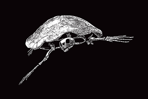 Prehistoric sea turtle skeleton