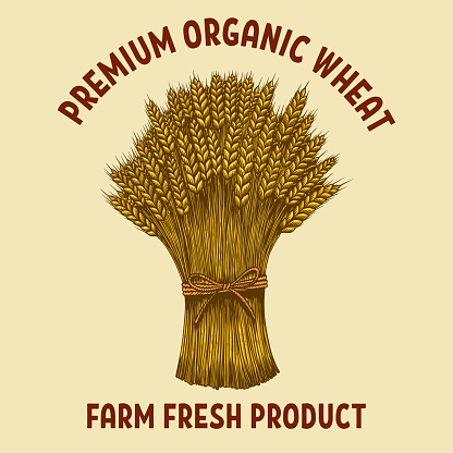 Premium organic wheat. Illustration of sheaf of wheat in engraving style. Design element for poster, card, banner, emblem. Vector illustration