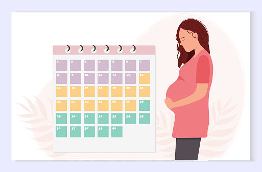 Pretty pregnant woman with calendar of the weeks of pregnancy on flat background, healthy pregnancy concept, flat vector illustration