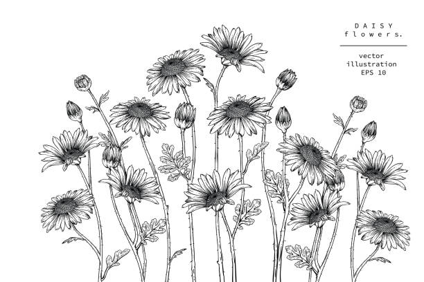 Print Sketch Floral Botany Collection. Daisy flower drawings. Black and white with line art on white backgrounds. Hand Drawn Botanical Illustrations. pencil drawing stock illustrations