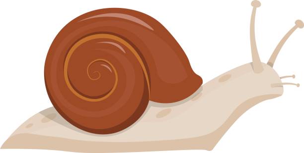 Print Cute snail cartoon illustration. snail isolated vector snail stock illustrations