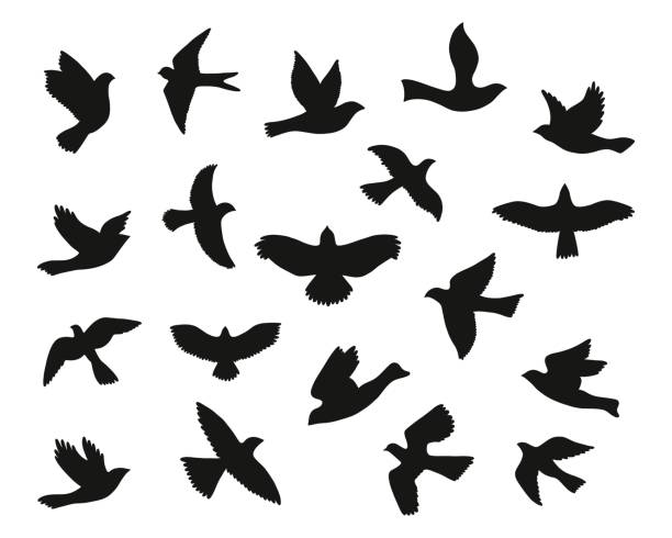 Print Set of bird flying silhouettes. Vector illustration. dove bird stock illustrations