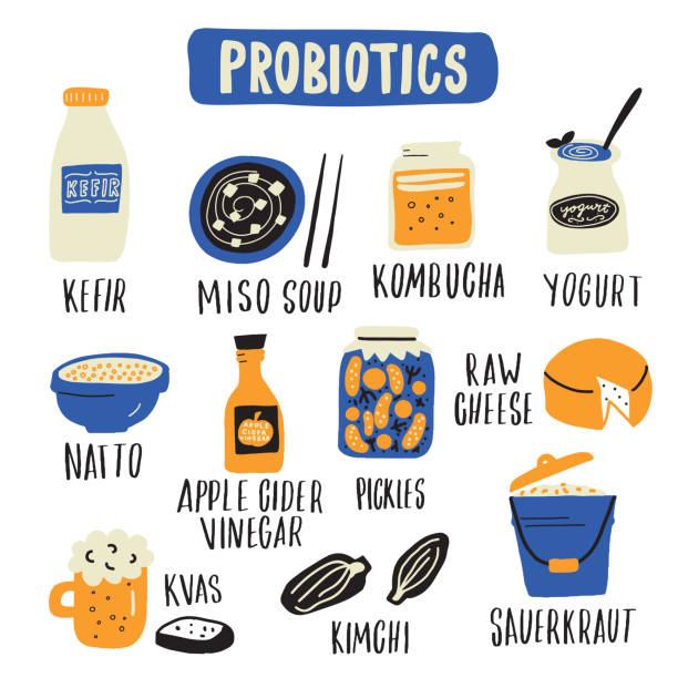 ilustrações de stock, clip art, desenhos animados e ícones de probiotic food set. hand drawn illlustration in doodle style. vector - natural food infographics