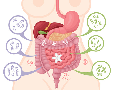 Probiotics and prebiotics benefits. Intestinal flora gut health vector concept with bacteria and probiotics.