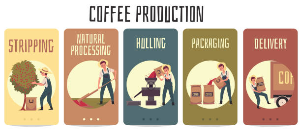 stockillustraties, clipart, cartoons en iconen met proces fasen koffie productie op landbouwbedrijf een set vector illustraties. - coffee illustration plukken