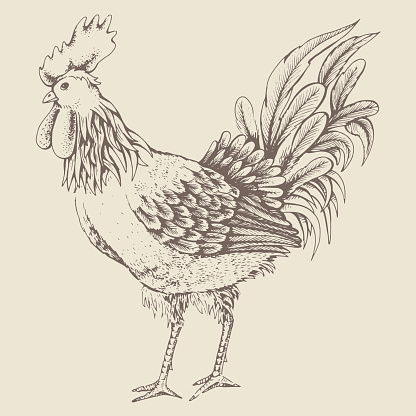 Profile of cock sketch