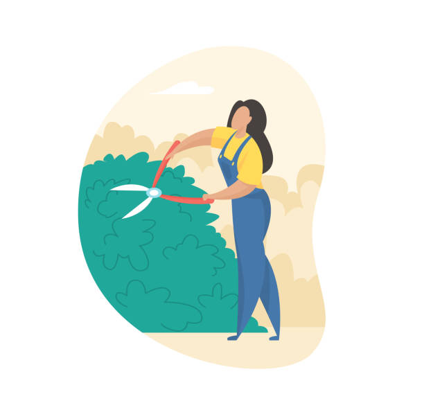 Pruning and trimming bushes. Girl in uniform carefully cuts overgrown plant with garden shears Pruning and trimming bushes. Girl in uniform carefully cuts overgrown plant with garden shears. Creation artistic fence design. Work in open summer air. Vector flat illustration isolated pruning gardening stock illustrations