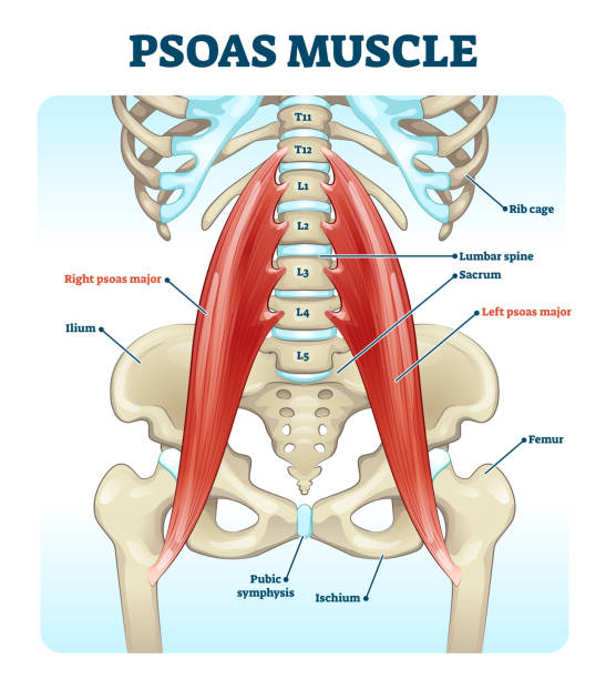 Psoas muscle medical vector illustration diagram Psoas muscle medical vector illustration diagram. Lumbar spine and psoas major attached from discs to femur bones. Hip pain problem and hurting lower back. Fitness or chiropractic therapy information. pelvis stock illustrations