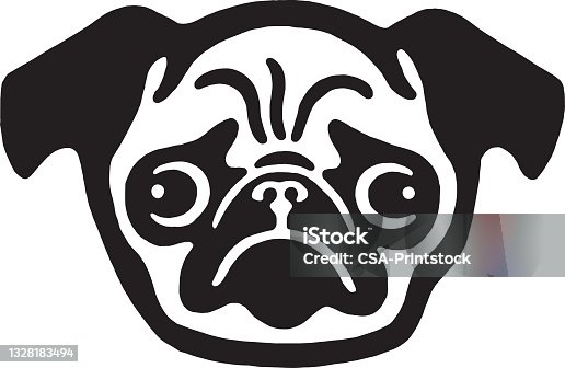istock Pug Dog Face 1328183494
