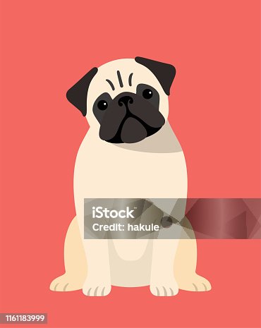 istock pug dog is sitting in the front, looking at you with its head tilted. 1161183999