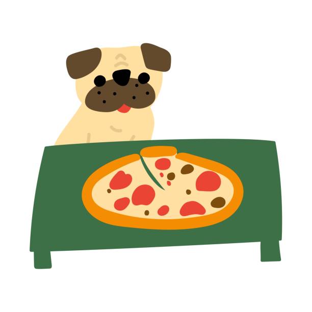 ilustrações de stock, clip art, desenhos animados e ícones de pug looking at the pizza lying on table. stealing food. - pizza table