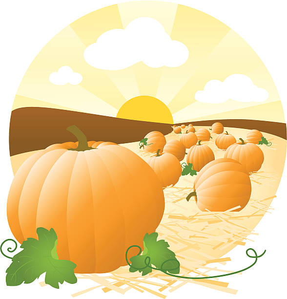 bildbanksillustrationer, clip art samt tecknat material och ikoner med pumpkin patch - squash sun
