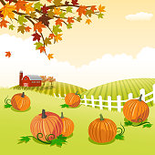 Pumpkin patch in autumn.