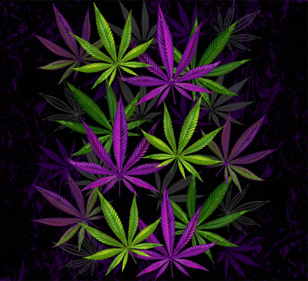 Purple and green cannabis Composition of realistic, purple and green hemp leaves on black background. Cannabis. smoke on black stock illustrations