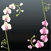 This beautiful curly purple and white orchid / floral graphic element can be perfect for any design project you have.