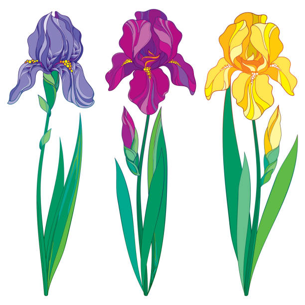Royalty Free Iris Bud Clip Art, Vector Images & Illustrations - iStock