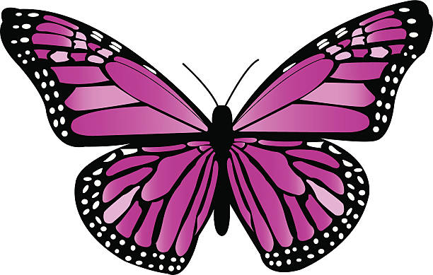 Purple Monarch Butterfly Beautiful purple and black vector Monarch Butterfly - pink monarch butterfly stock illustrations