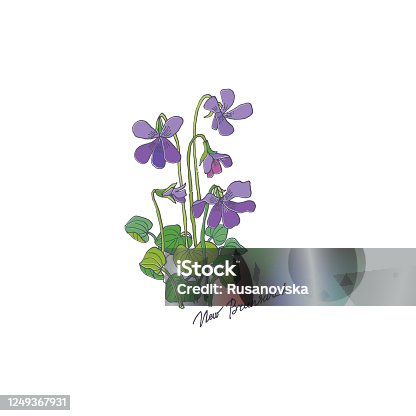 istock Purple Viola. New Brunswick 1249367931