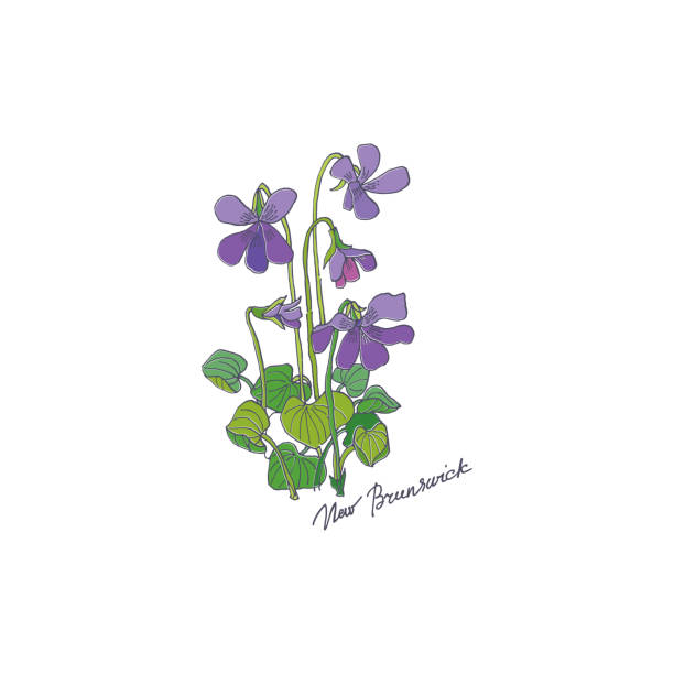 Purple Viola. New Brunswick vector art illustration