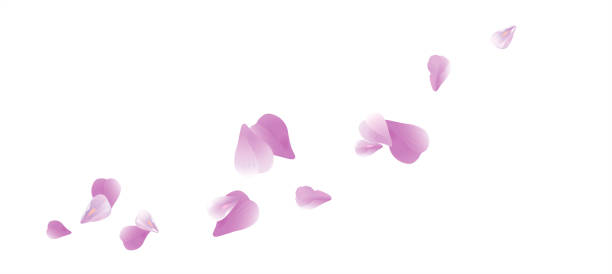 ilustrações, clipart, desenhos animados e ícones de roxas violetas voadoras pétalas isoladas no fundo branco. pétalas de rosas de sakura. vector - petalas