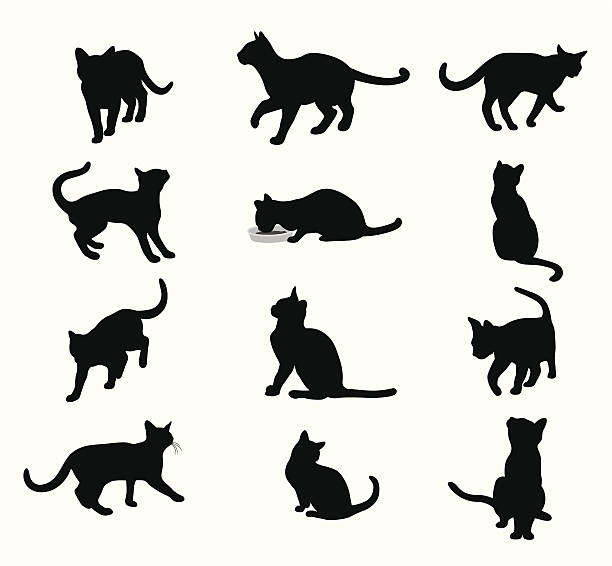 Purring Cats Vector Silhouette A-Digit domestic cat stock illustrations