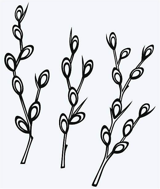 Pussy Willow Clip Art 2