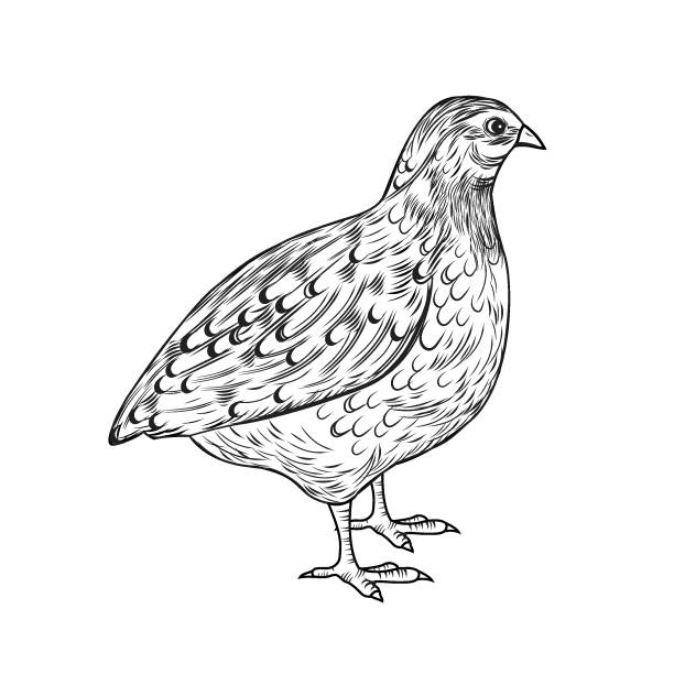 перепел - quail meat stock illustrations.