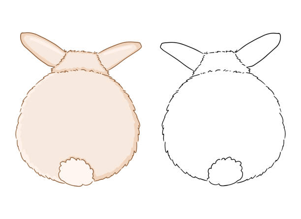 Rabbit backside for coloring page for children. Funny illustration of cute rabbit tail on white background. Rabbit backside for coloring page for children. Funny illustration of cute rabbit tail on white background. Hand drawn vector animal sketch. rabbit hutch stock illustrations